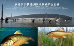 乌东德水电站渔业，乌东德水电站渔业资源补资金川陕哲罗鲑