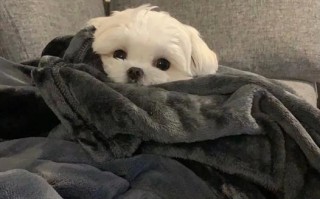 中通物流与中通速递是一家吗？