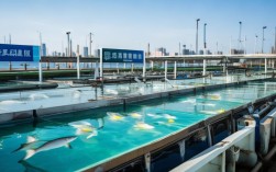 青岛水产养殖技术有哪些创新与实践？