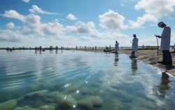海参养殖如何受天气影响？科学管理技巧有哪些？