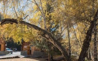 阿勒泰地区邮政编码是多少？