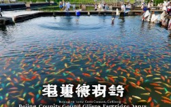 北京通县金鱼养殖，北京通县金鱼养殖基地
