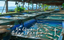林强海马养殖，林强海马养殖场地址
