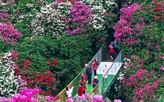 毕节百里杜鹃顺丰快递怎么寄？