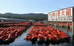 佛山龙虾养殖，佛山龙虾养殖场地址