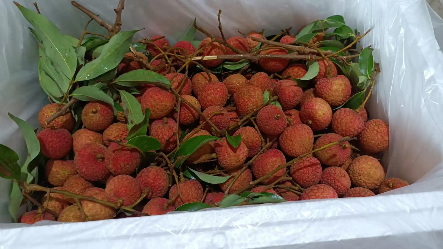 顺丰快递荔枝，如何保鲜又快速？-第3张图片-陕西物流货运