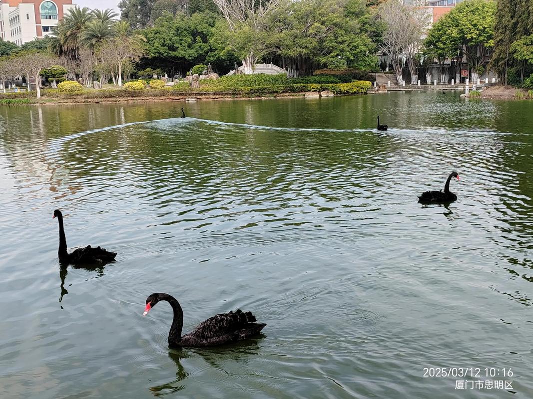 中通厦门思明十一有何特别安排？-第3张图片-陕西物流货运
