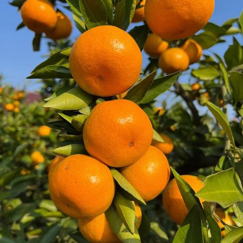 青岛到石家庄顺丰运费多久到？-第1张图片-陕西物流货运