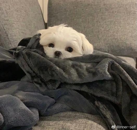 中通物流与中通速递是一家吗？-第1张图片-陕西物流货运