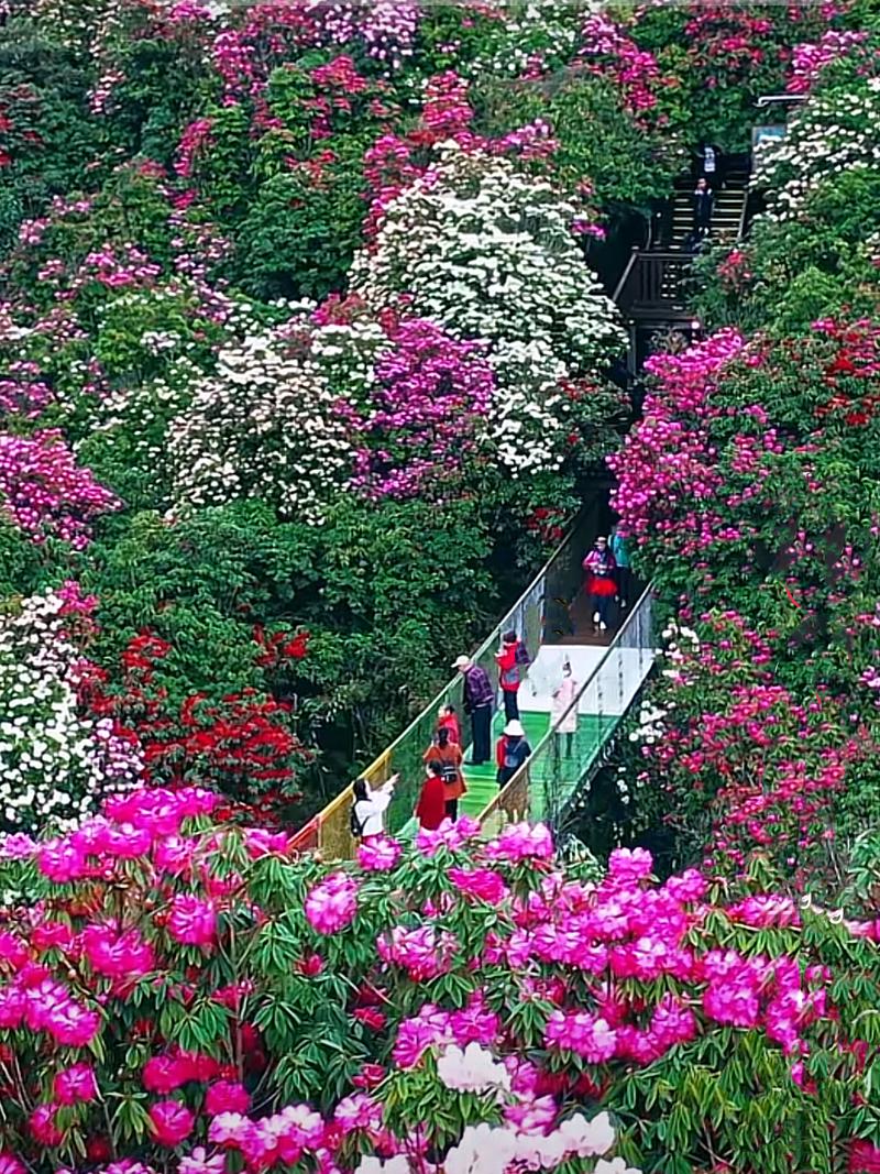 毕节百里杜鹃顺丰快递怎么寄？-第1张图片-陕西物流货运