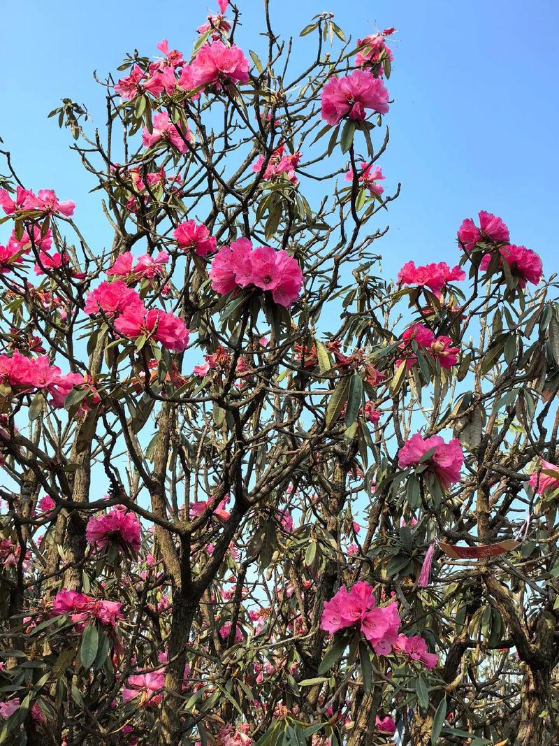 毕节百里杜鹃顺丰快递怎么寄？-第2张图片-陕西物流货运