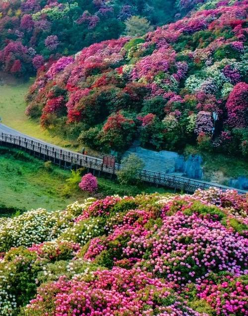 毕节百里杜鹃顺丰快递怎么寄？-第3张图片-陕西物流货运