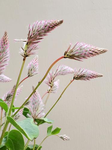 顺丰寄澳大利亚费用多少？-第3张图片-陕西物流货运